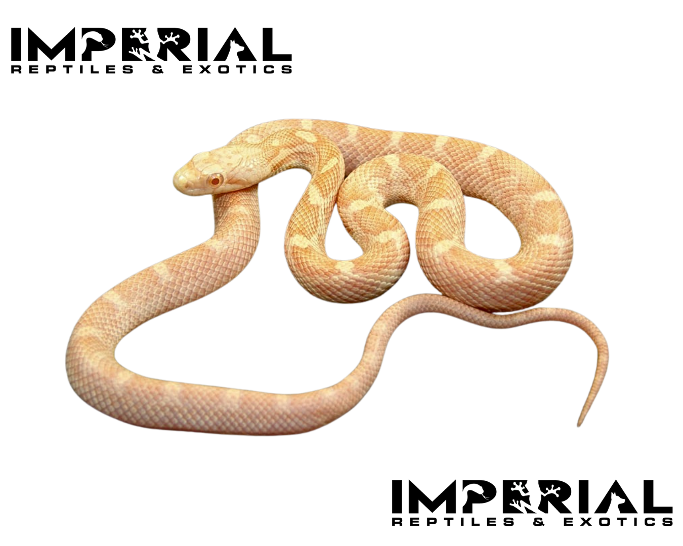 Amel Black Rat Snake