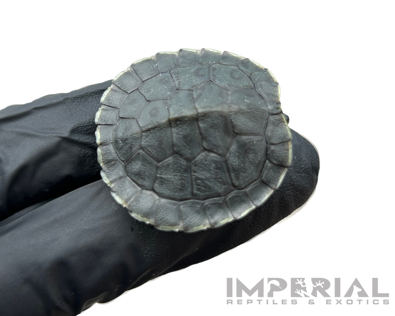Charcoal Red Ear Slider Turtle Baby