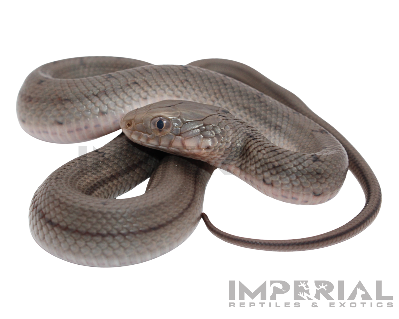 Chinese King Rat Snake Baby