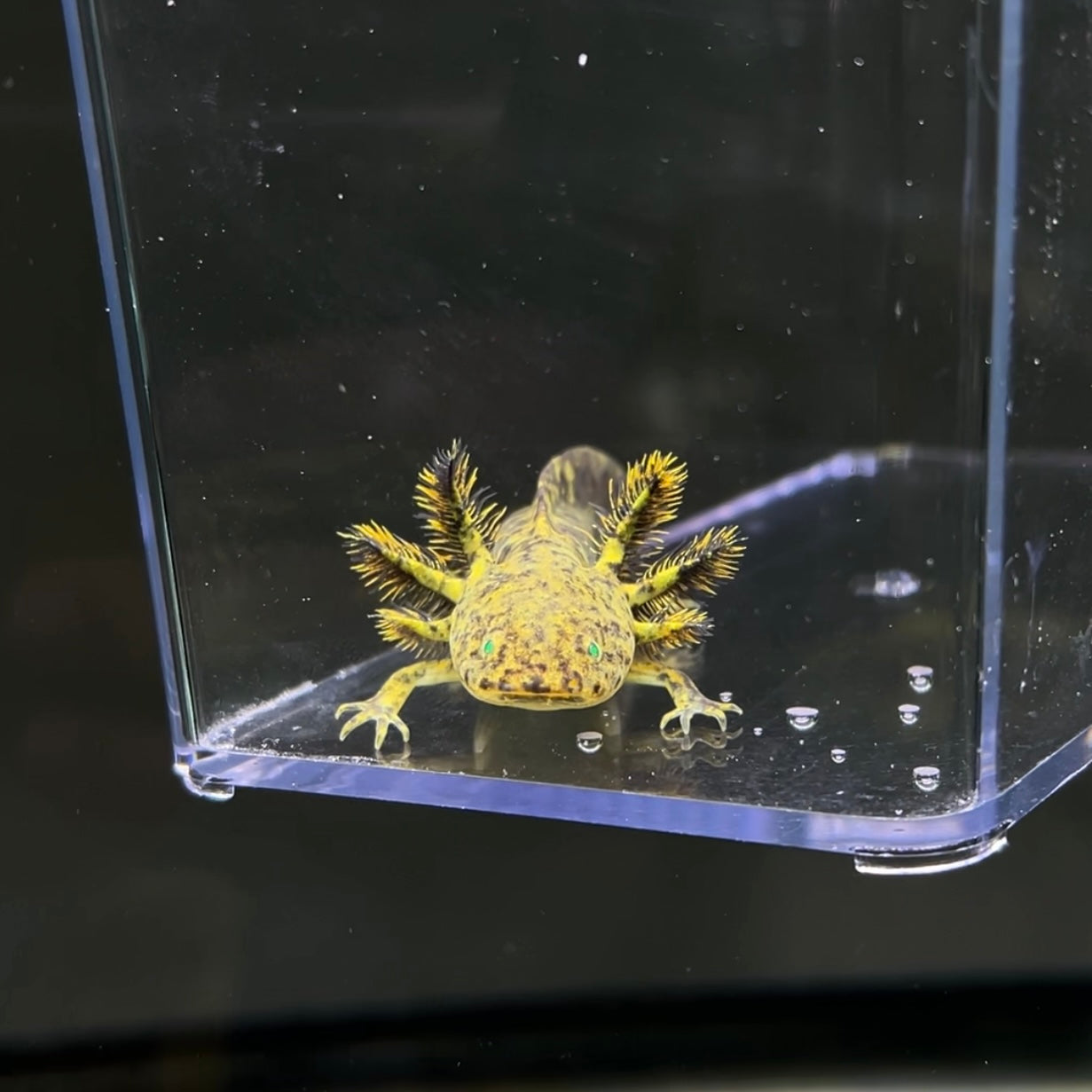 GFP Wild Type Axolotl