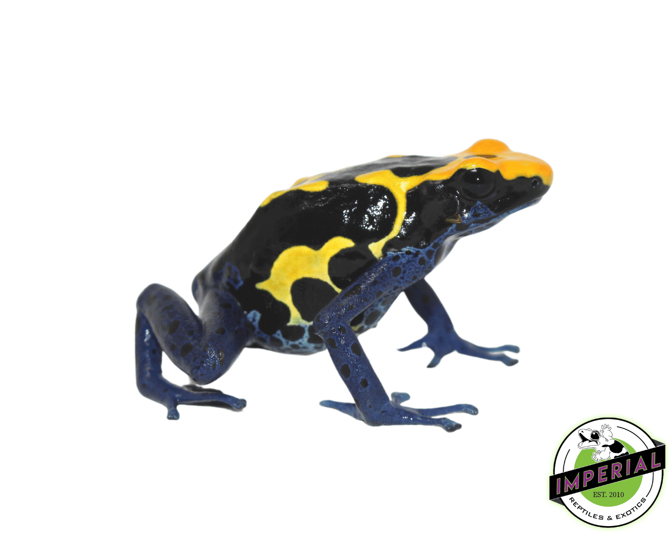 Giant Cobalt (Meyer's Line) Dart Frog (Dendrobates tinctorius)