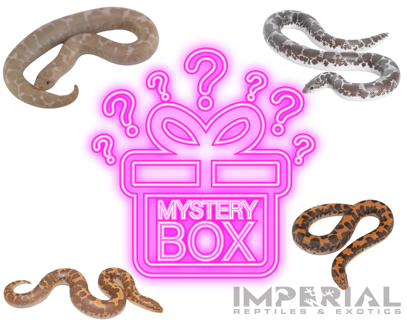 Kenyan Sand Boa Mystery Box Online