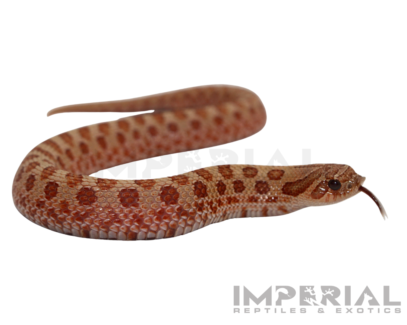 Mai Tai Western Hognose