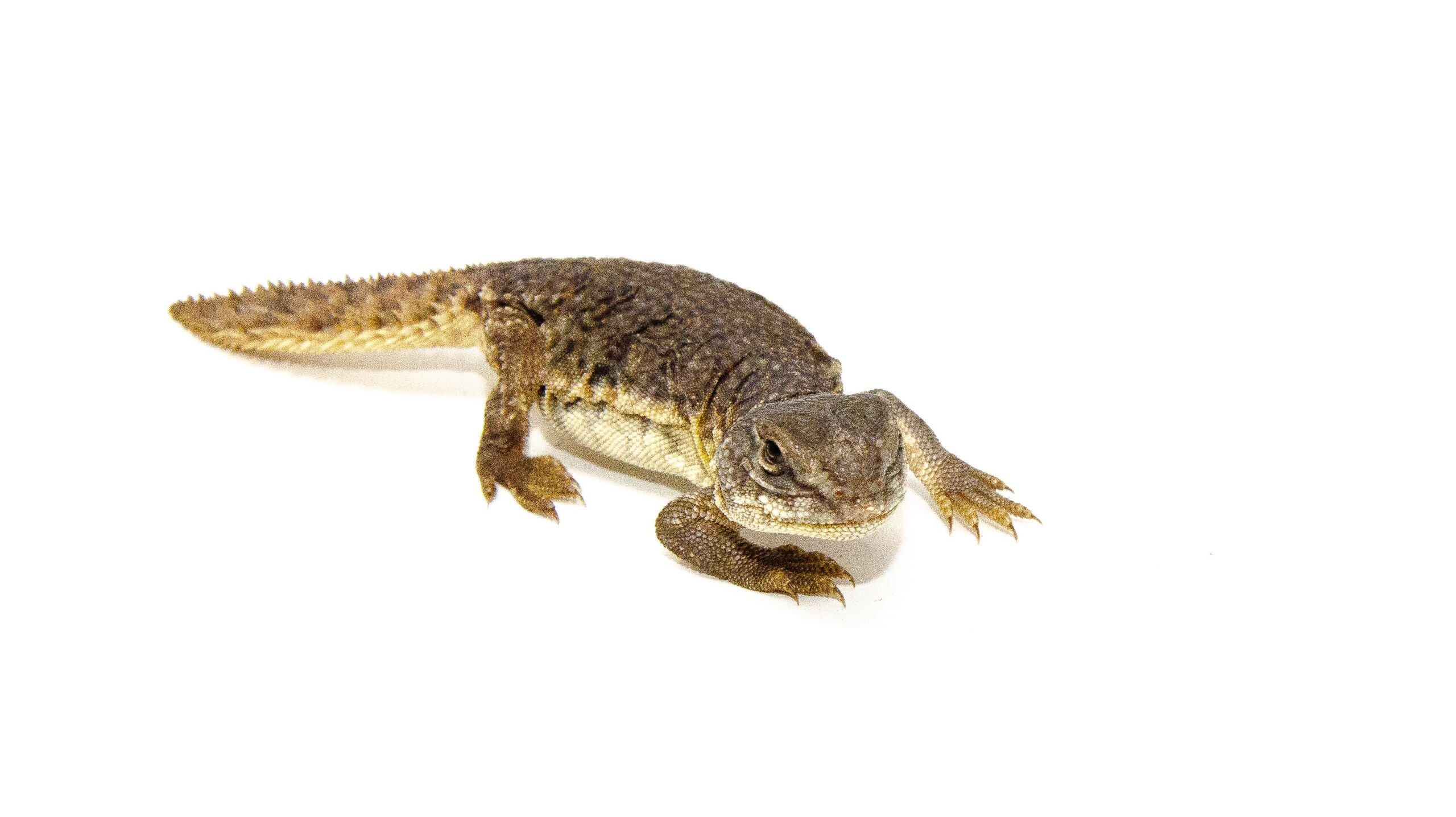 Moroccan Uromastyx (Uromastyx acanthinura)