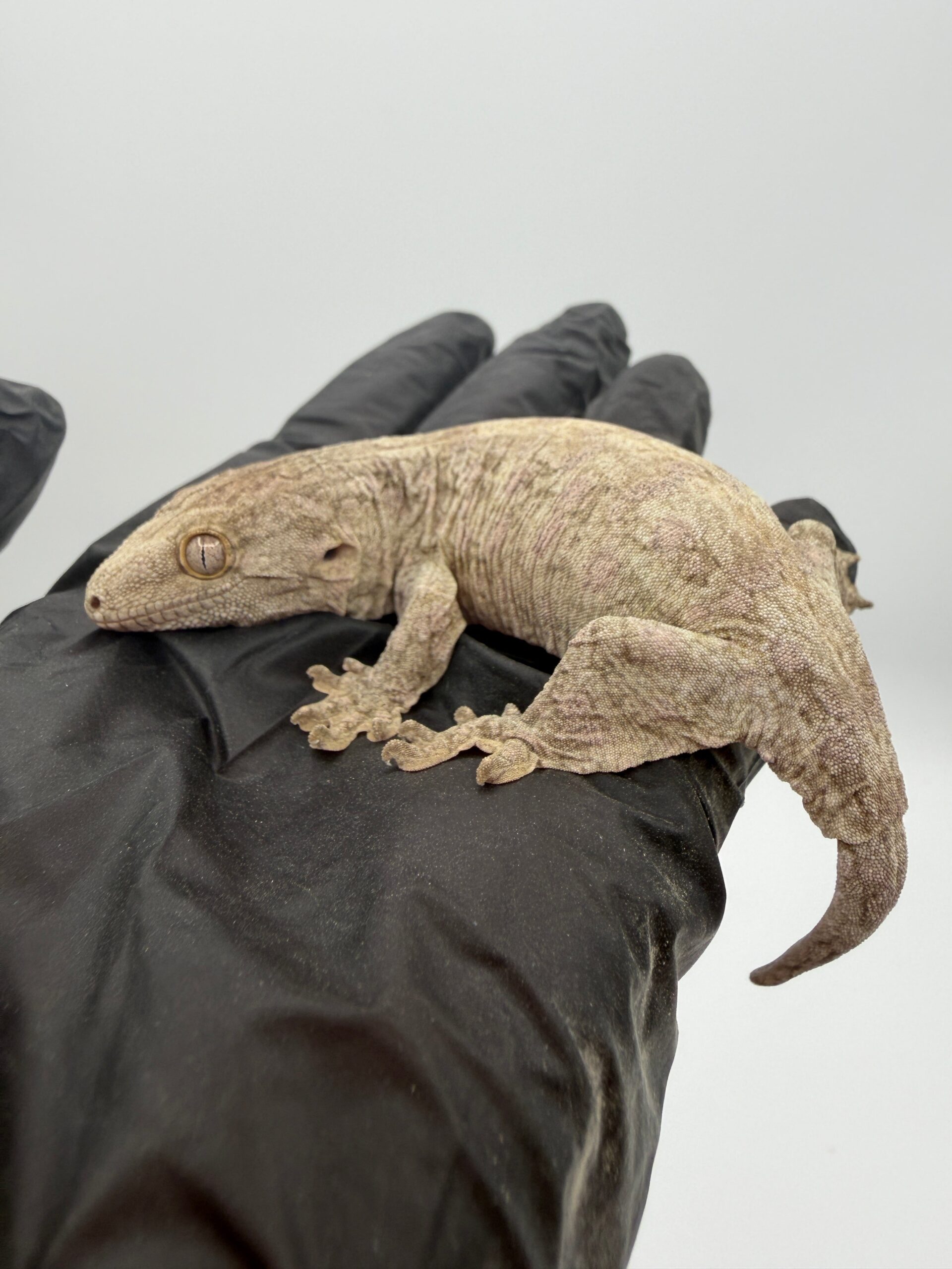 Pure Nuu Ana Leachianus Gecko #111825-01