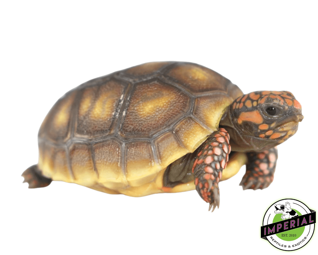 Red Foot Tortoise Baby (Mis Scute/Extra Scute)