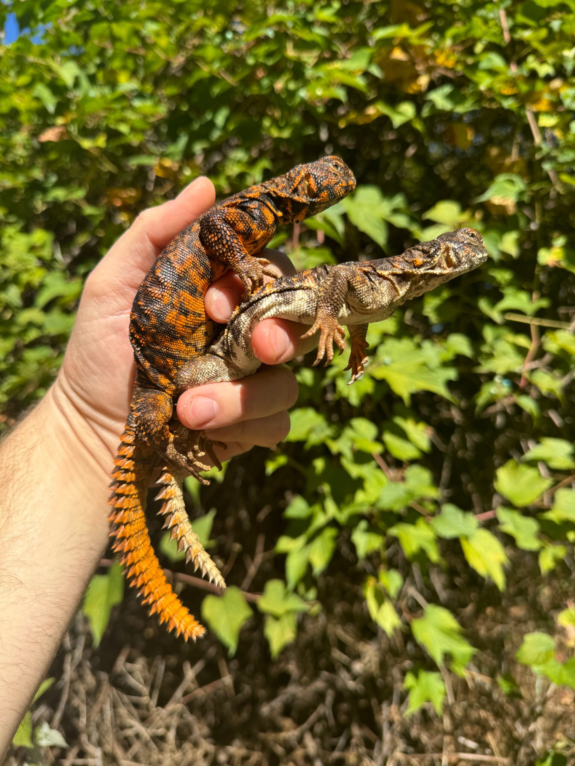 Red Niger Uromastyx Adult Pair #4 (Uromastyx geyri)