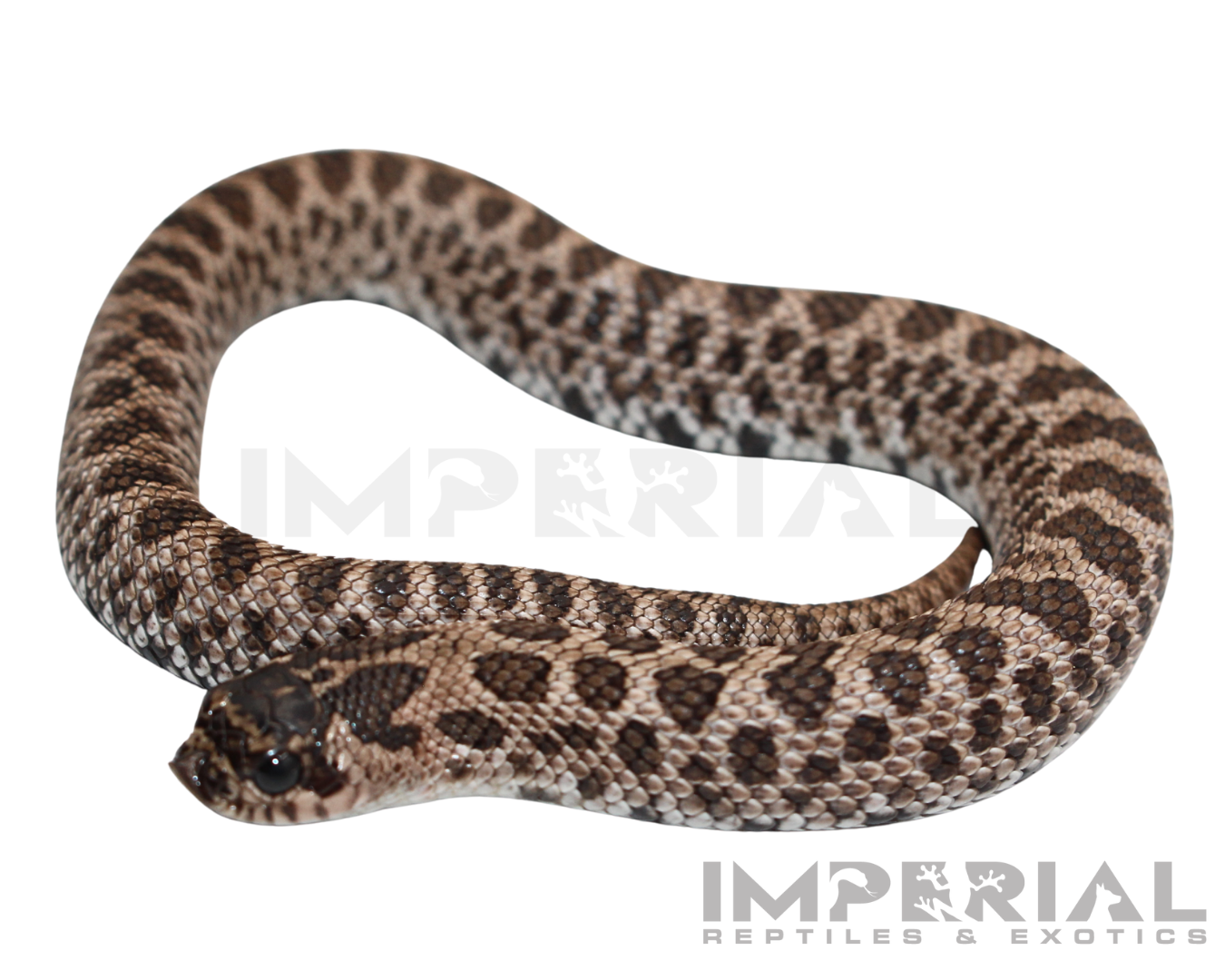 Super Arctic Western Hognose Baby