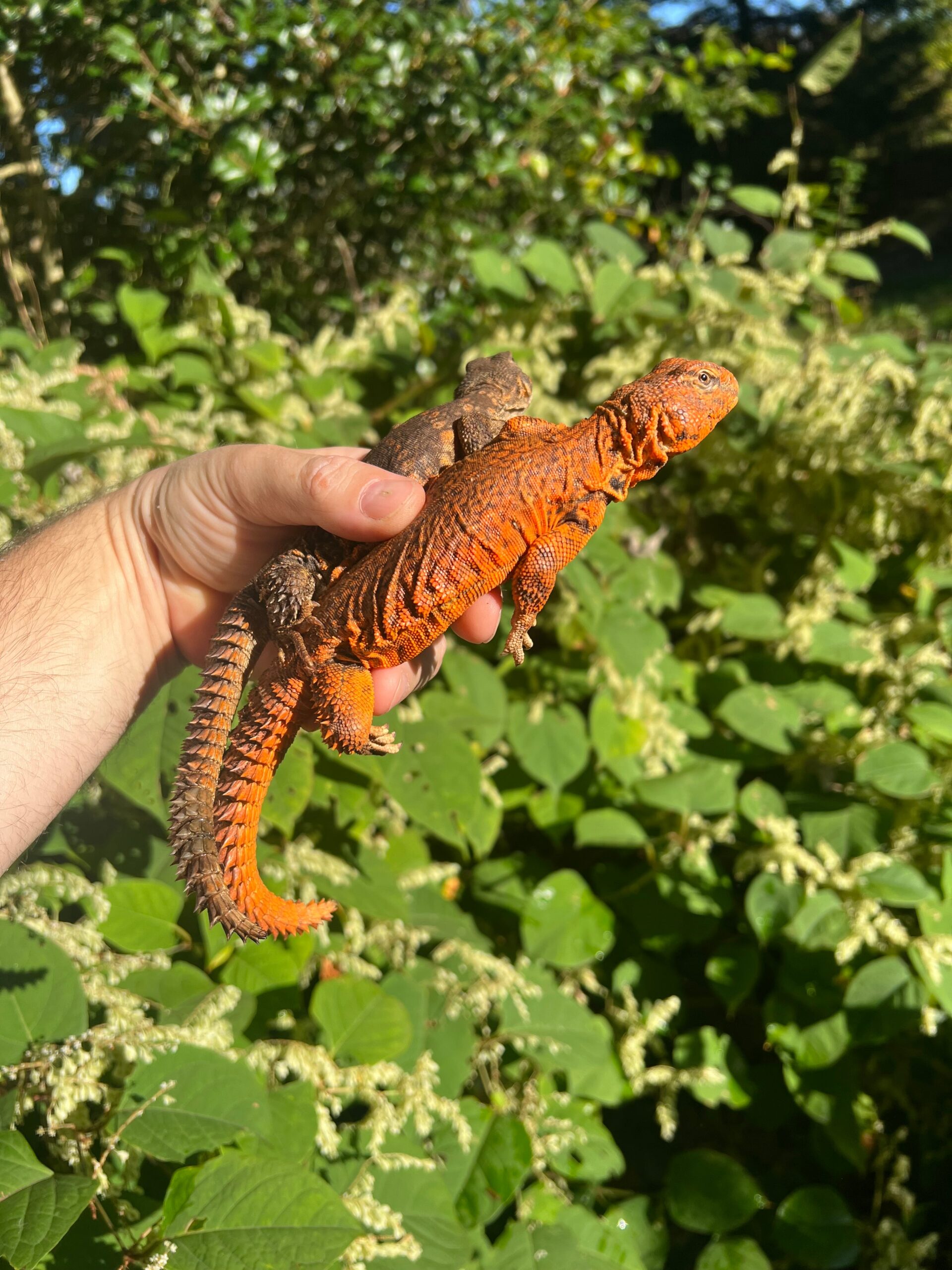Super Red Niger Uromastyx Adult Pair #1 (Uromastyx geyri)