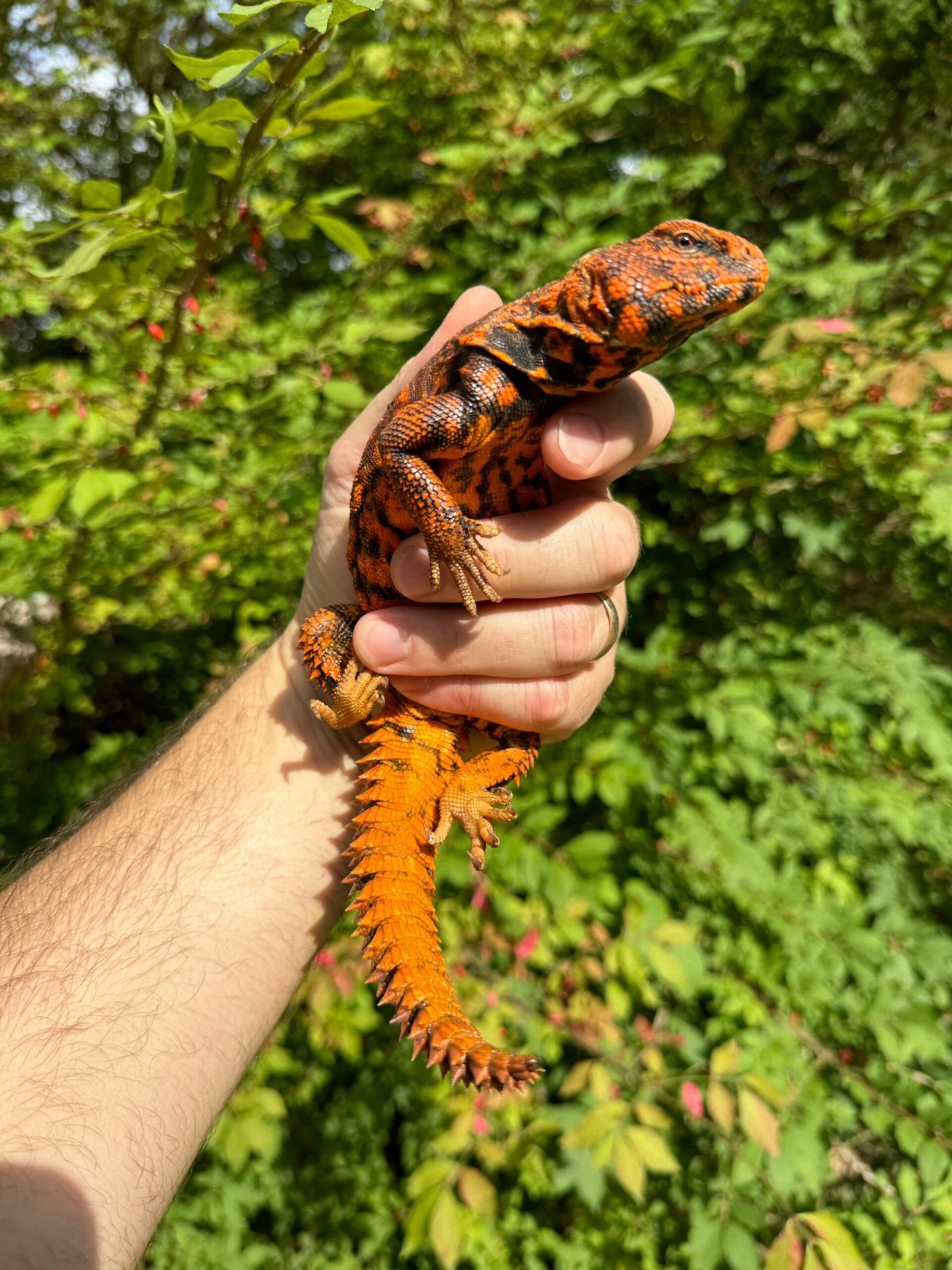 Super Red Niger Uromastyx Adult Pair #2 (Uromastyx geyri)