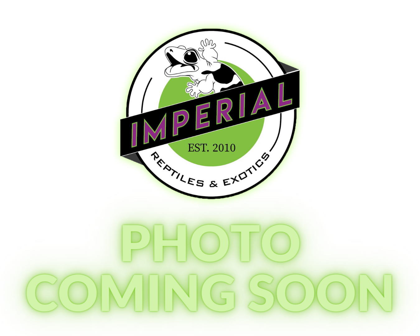 Terrarium Background Foam — image 2